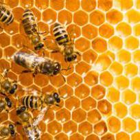 Bienenwachs