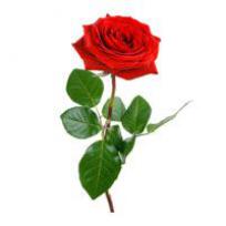 Rosenöl