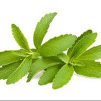 Stevia